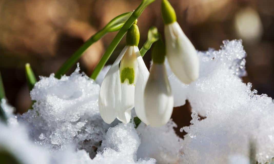 Wiosna nadeszła do Otwocka: Jak celebrować pierwszy dzień kalendarzowej wiosny?